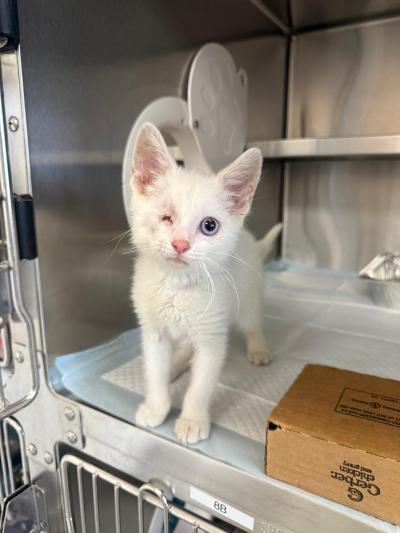 Stuart the white kitten with one eye in a kennel