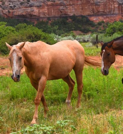 Horses walking in a pasture at Best Friends Animal Sanctuary | Best Friends Locations