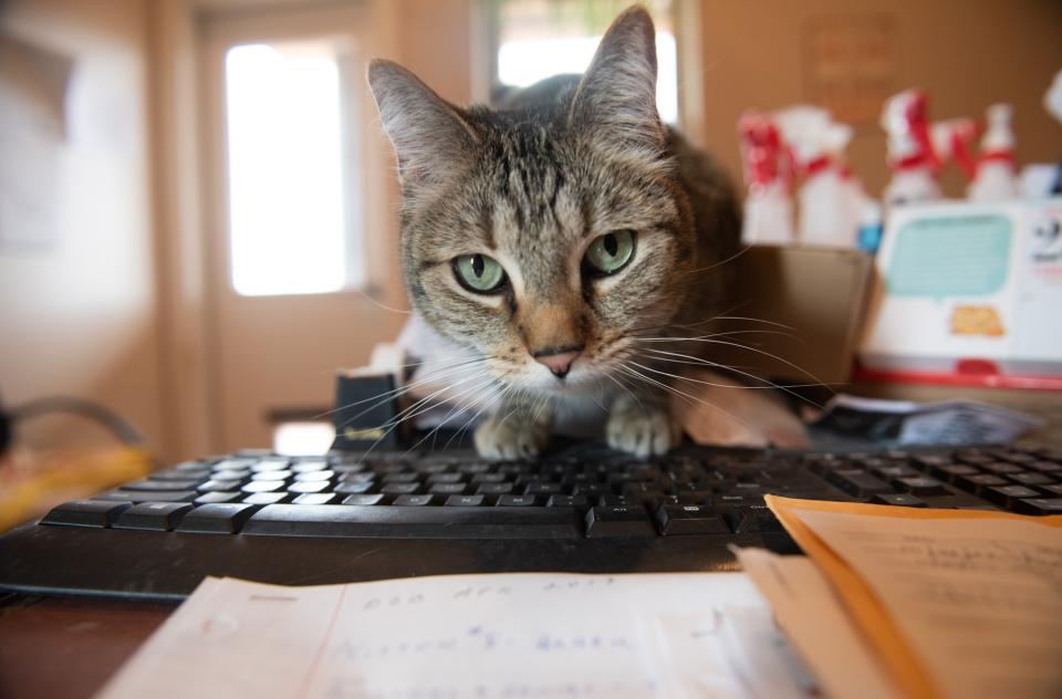 Tabby cat perched on top of a keyboard