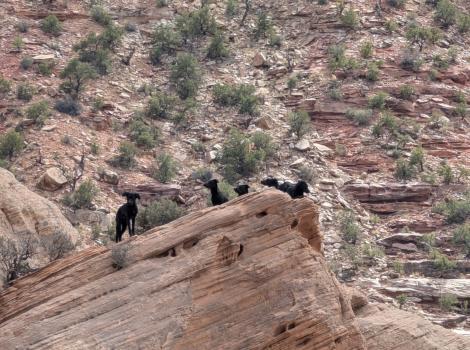 Multiple black dogs on a red rock outcropping