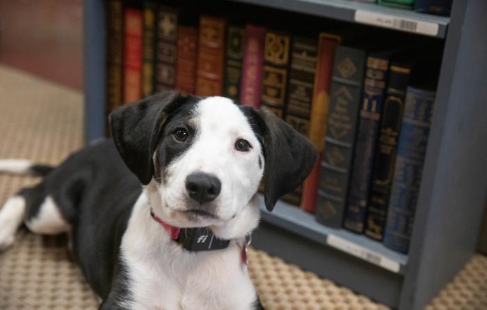 Black and white dog in front of a bookshelf