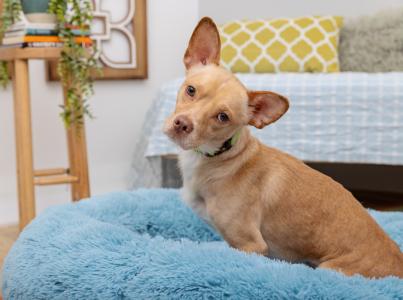Small brown dog in a blue dog bed