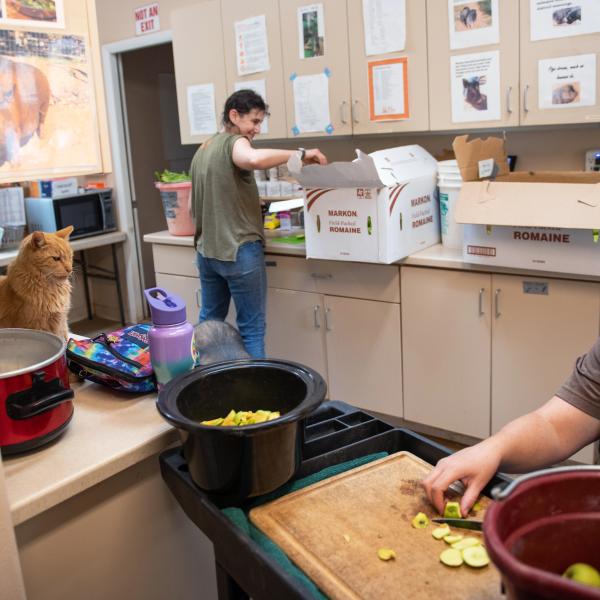 Person preparing meals for pigs while a cat watches