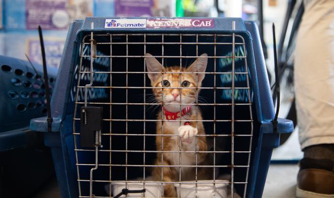 Orange tabby kitten in a crate