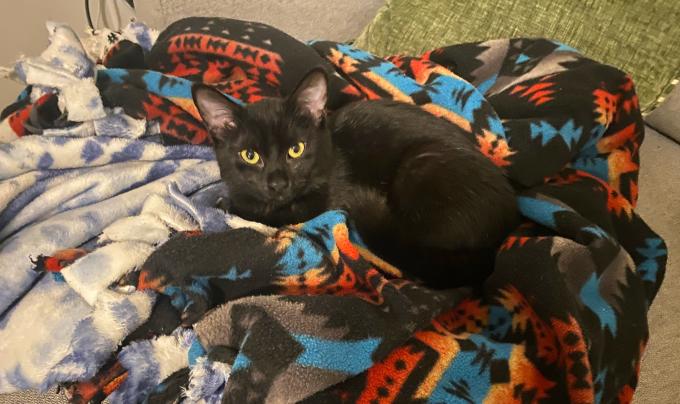 Thistle the cat lying on a colorful blanket