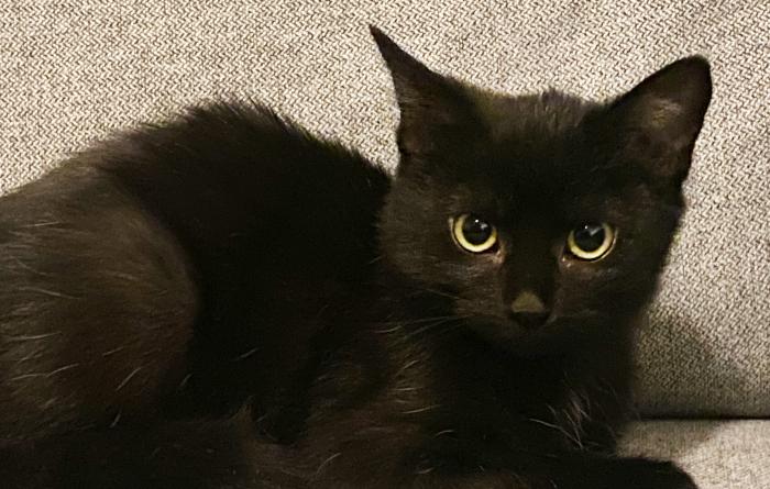 Thistle the cat lying down