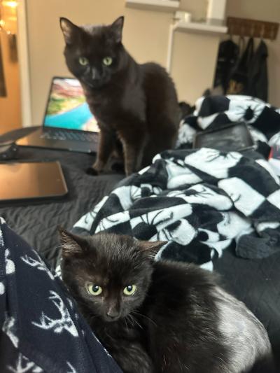 Thistle lying on a bed with another cat sitting behind her