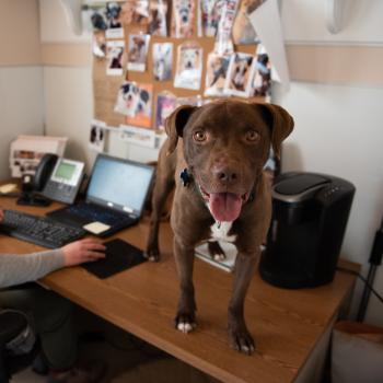 Dog standing on desk next to woman on computer