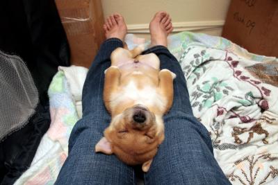 Puppy sleeping upside-down between the outstretched legs of a person