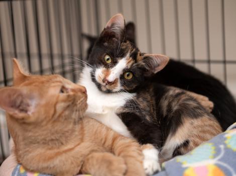 Truvy the kitten lying with another kitten