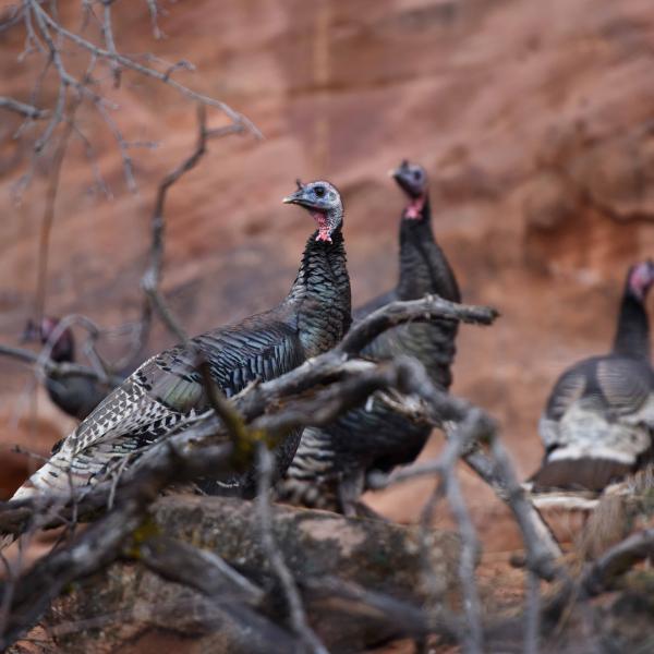 Three wild turkeys in Angel Canyon