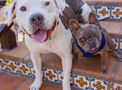 large and small dog on steps