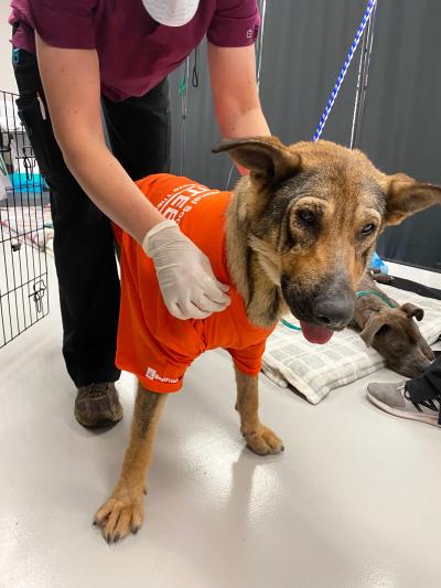 Person reaching down to a shepherd to is wearing an orange T-shirt