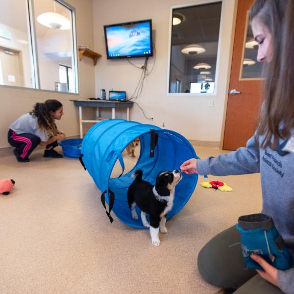 Puppy leaving a play tube to smell the hand of a person