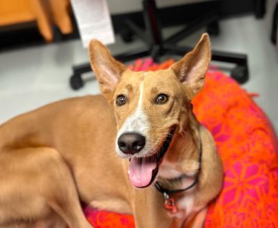 Vida the dog smiling on an orange cushion