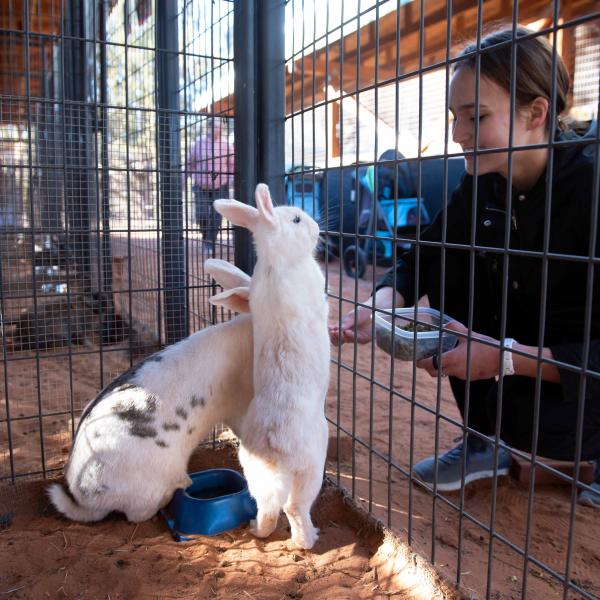 Two excited bunnies waiting for a volunteer to feed them