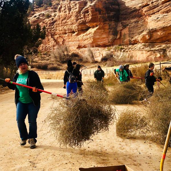 Volunteers raking up tumbleweed