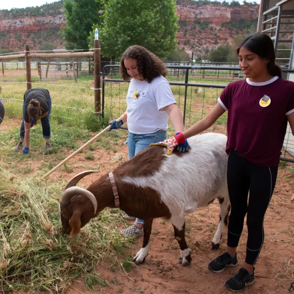 Volunteers outside raking hay and petting a goat