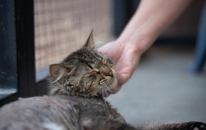 Person's hand petting the chin of a tabby cat