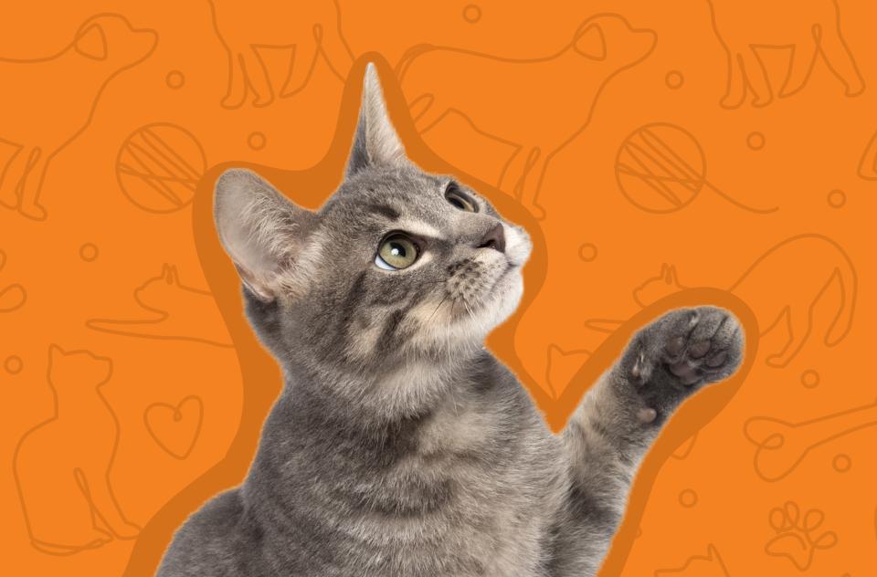 Brown tabby cat on orange pattern background