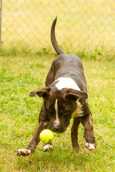 Bark Twain the dog chasing a tennis ball