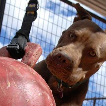 Brown pit bull type dog with large red ball
