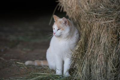 Cat beside a bale of hay