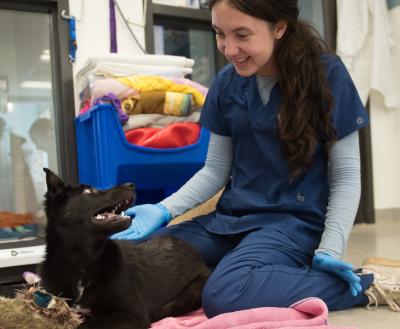 Vet tech sitting on floor and petting black dog 