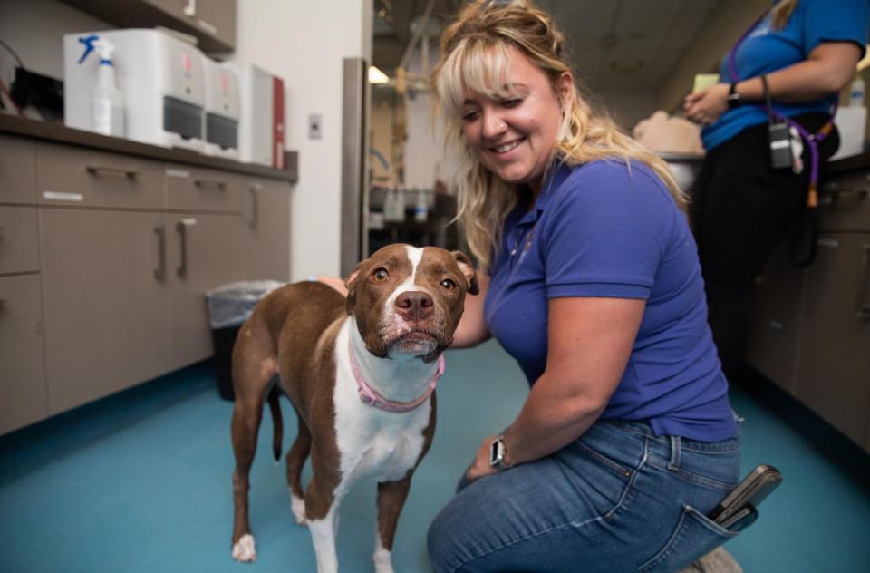 Blonde woman at shelter kneeling with brown and white dog