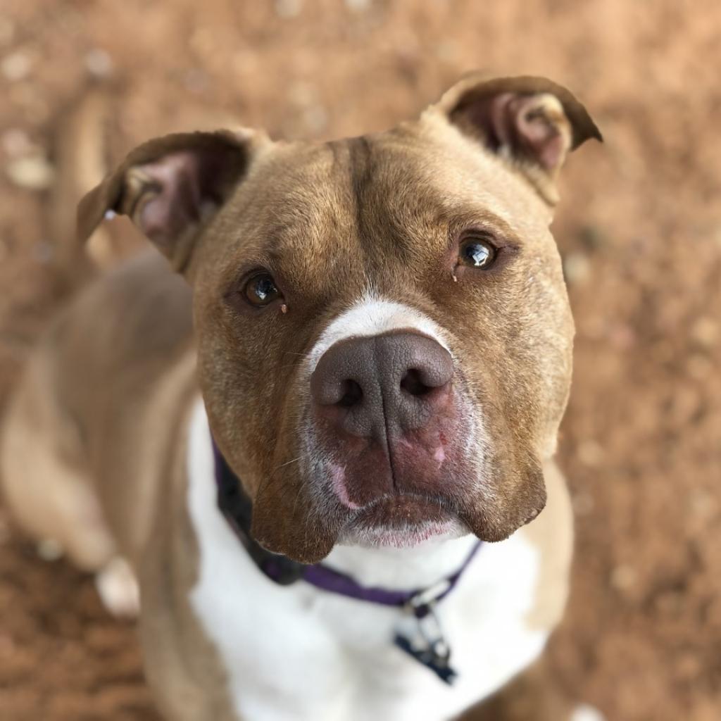 Caine - Terrier, American Pit Bull/Mix