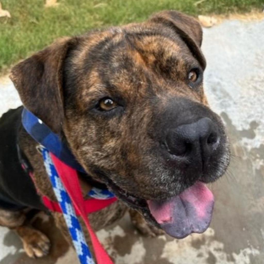 Adoptable Male Chinese Shar-Pei/Mix
