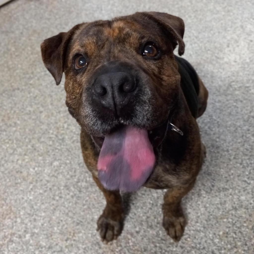 Adoptable Male Chinese Shar-Pei/Mix
