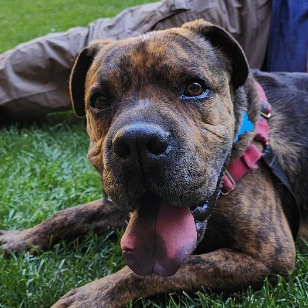 Adoptable Male Chinese Shar-Pei/Mix