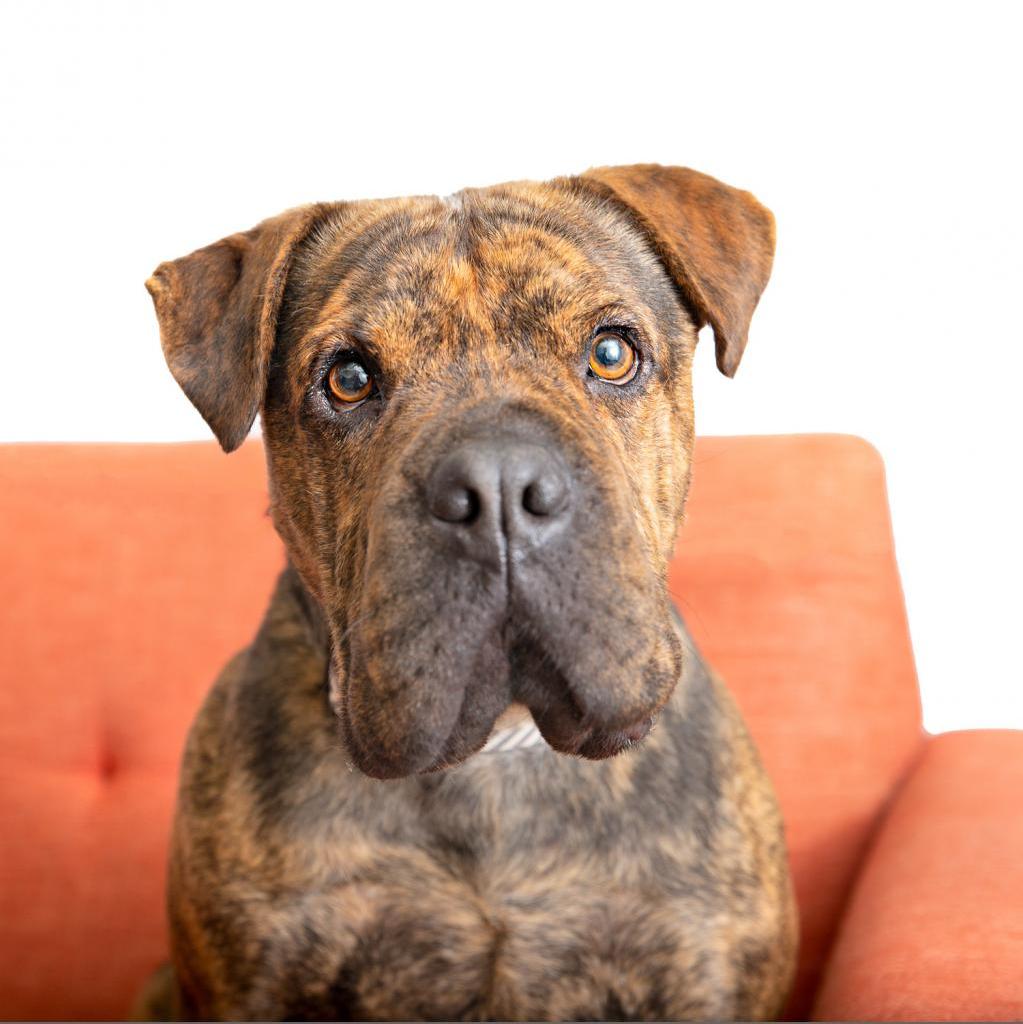 Adoptable Male Chinese Shar-Pei/Mix