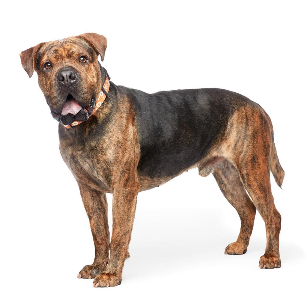 Adoptable Male Chinese Shar-Pei/Mix