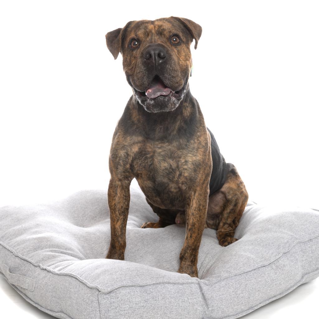 Adoptable Male Chinese Shar-Pei/Mix