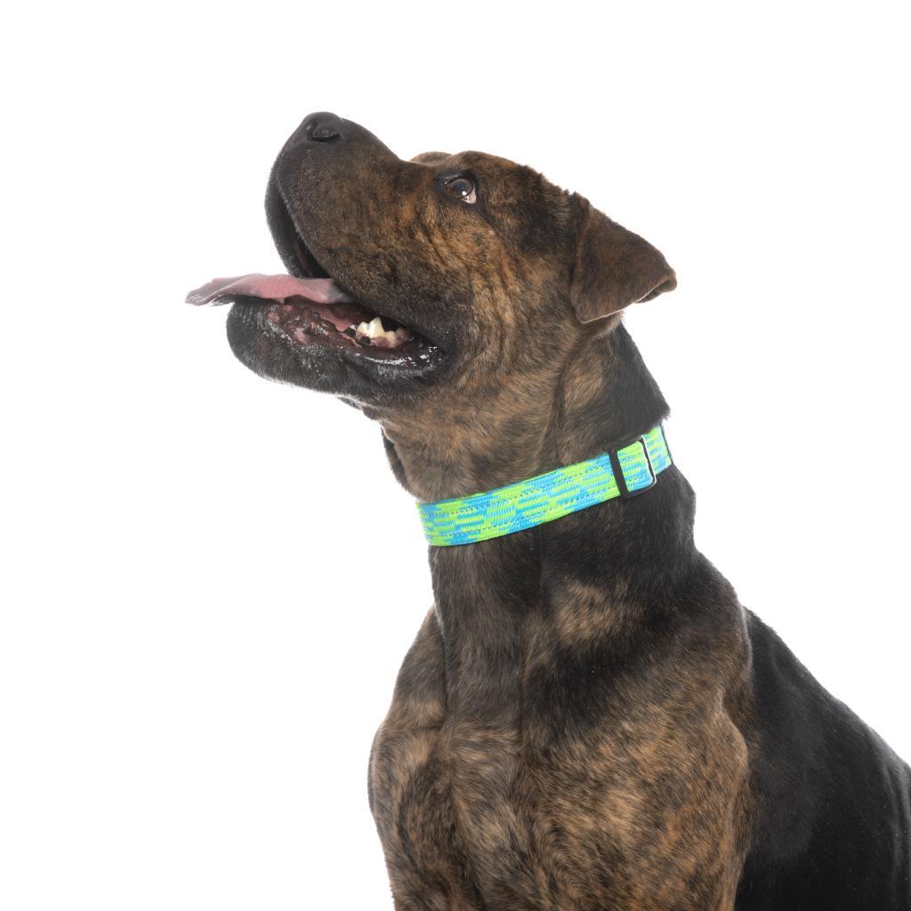 Adoptable Male Chinese Shar-Pei/Mix