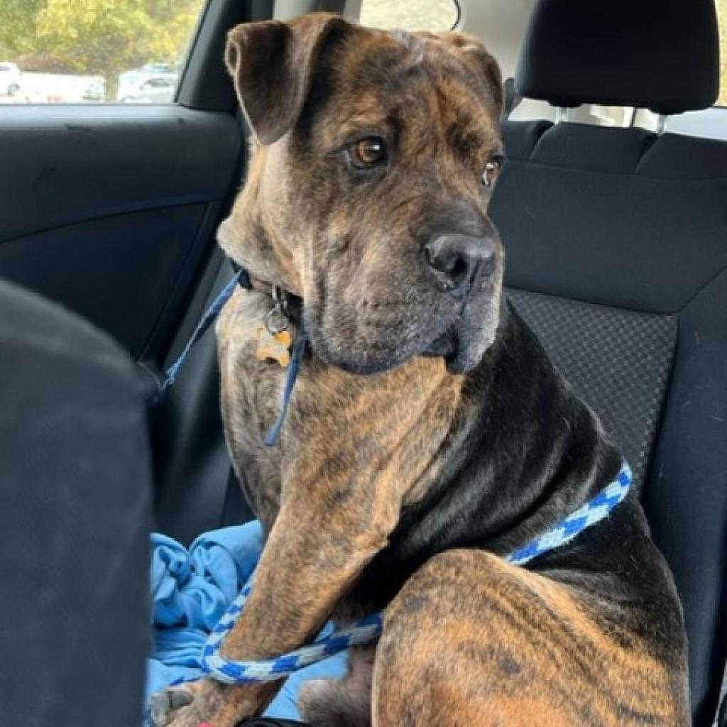 Adoptable Male Chinese Shar-Pei/Mix
