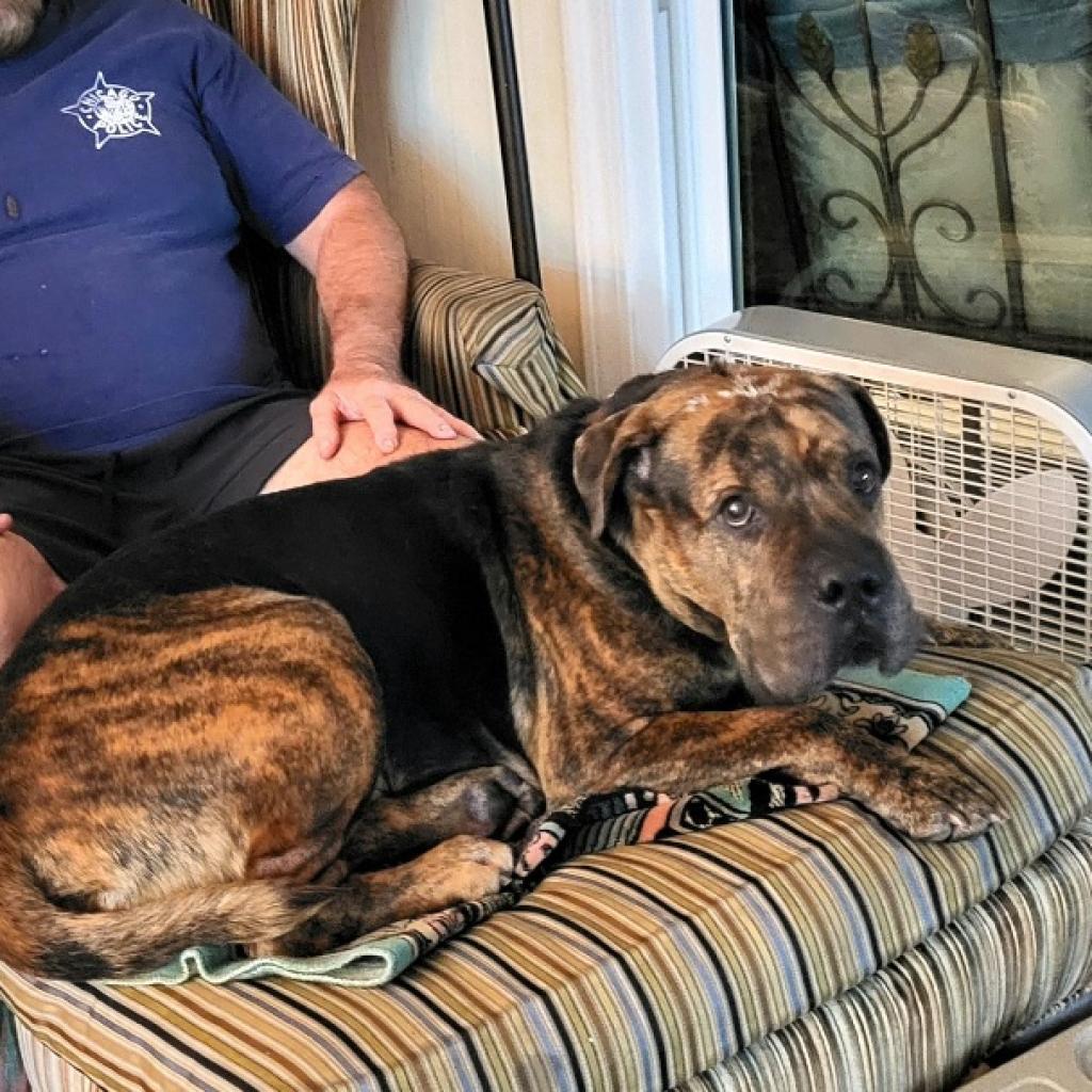 Adoptable Male Chinese Shar-Pei/Mix
