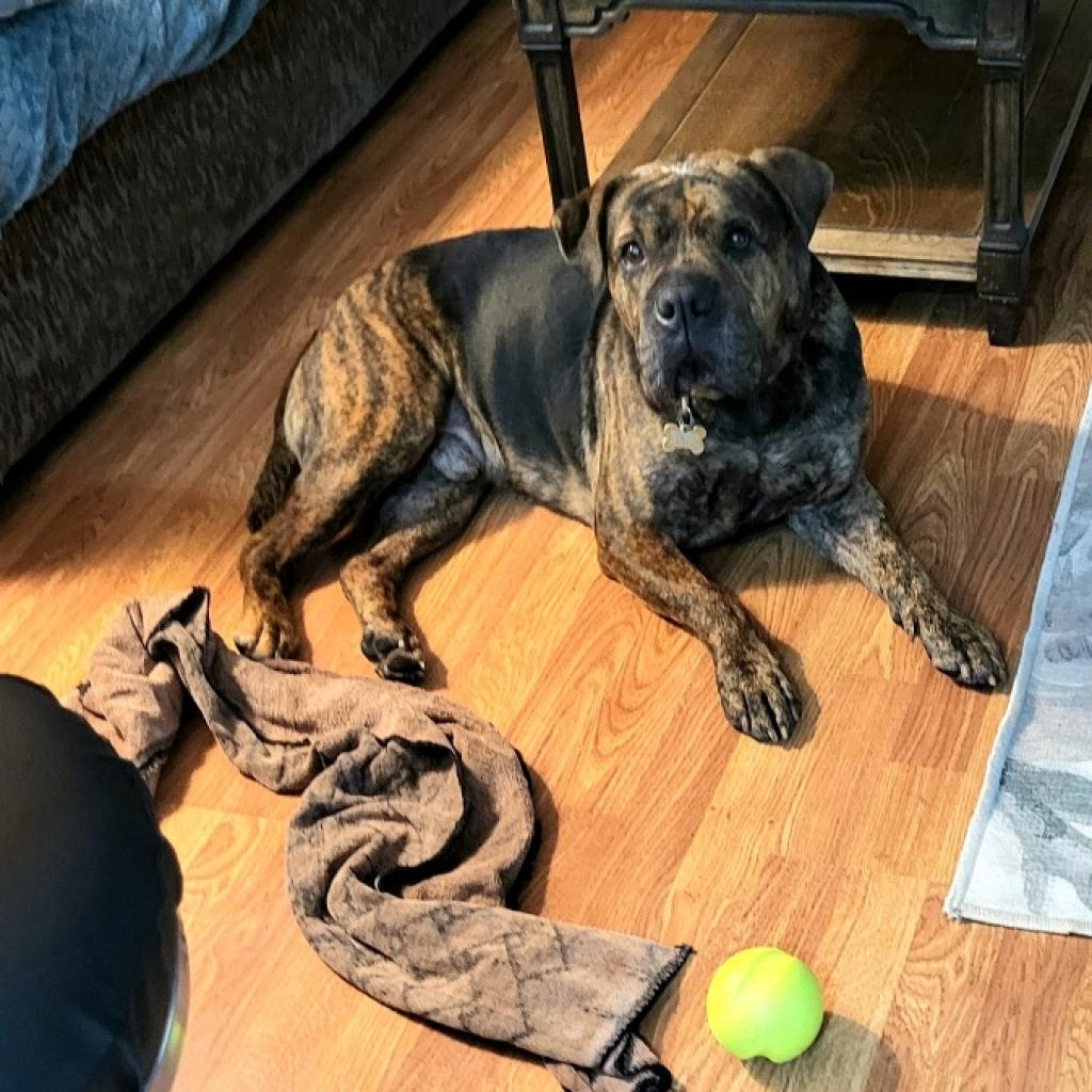 Adoptable Male Chinese Shar-Pei/Mix