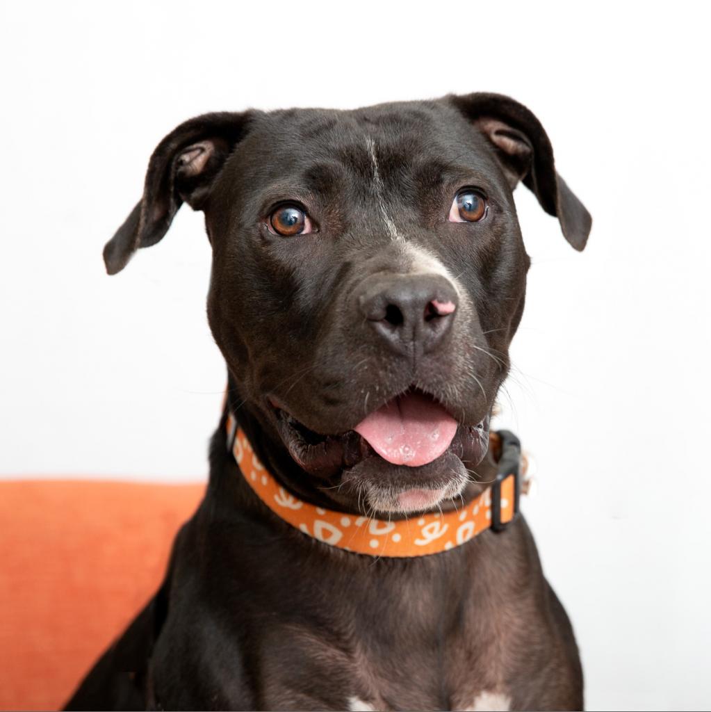 Boba - Terrier, American Staffordshire/Mix