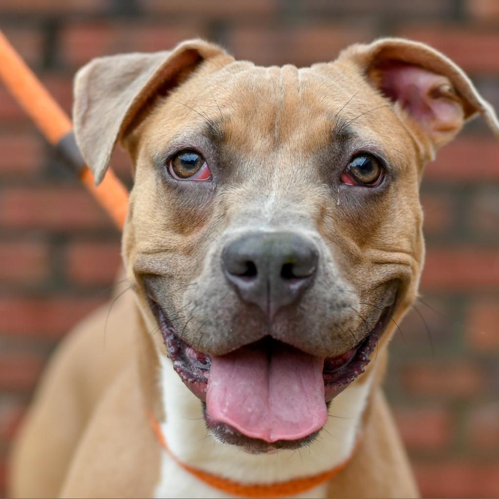 Broccoli - Terrier, American Pit Bull/Mix