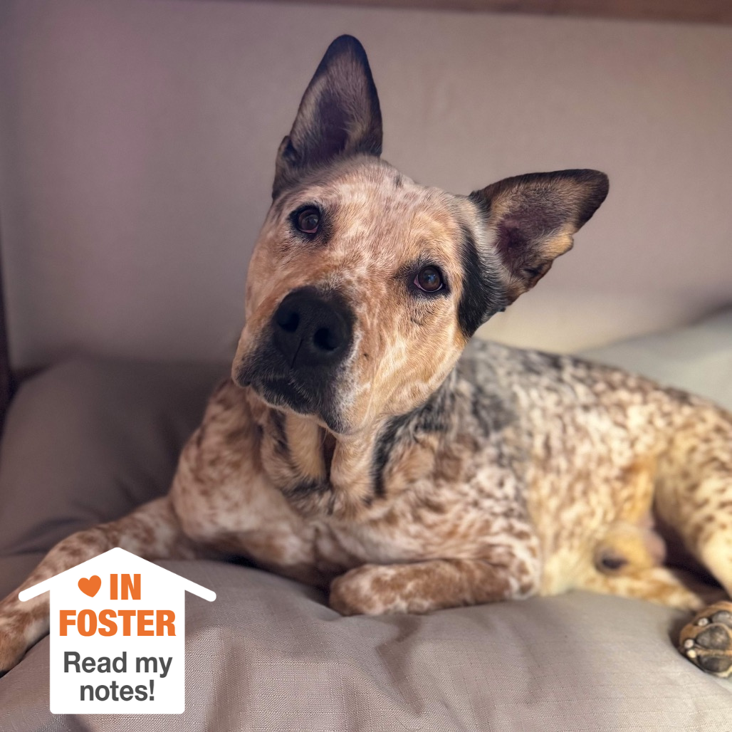 Bingo - Cattle Dog, Australian (Red Heeler)/Mix