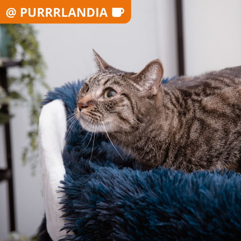 Alemeda - Domestic Shorthair