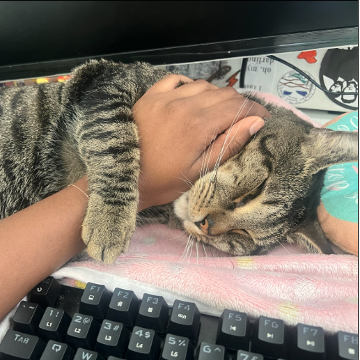 Costello - Domestic Shorthair