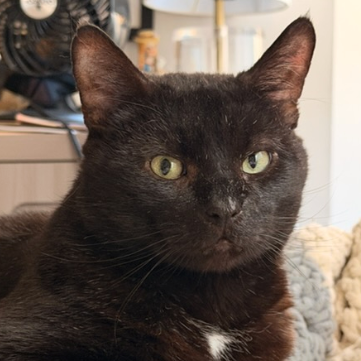 Atom - Domestic Shorthair