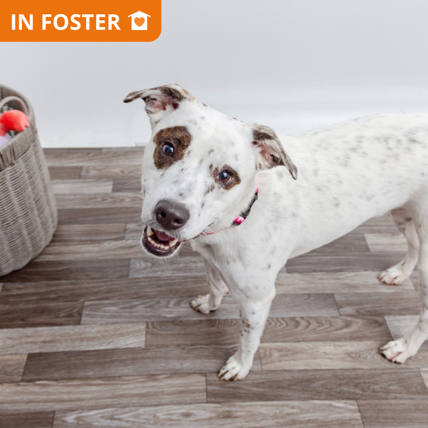 Athena - Terrier, American Staffordshire/Mix