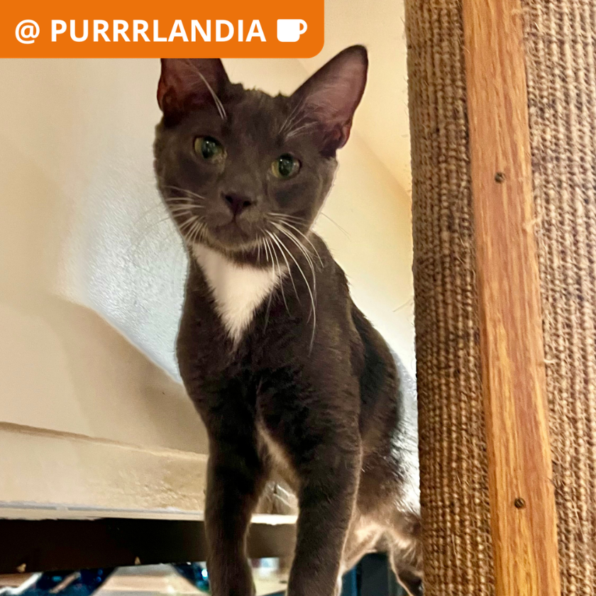 Cayman - Domestic Shorthair
