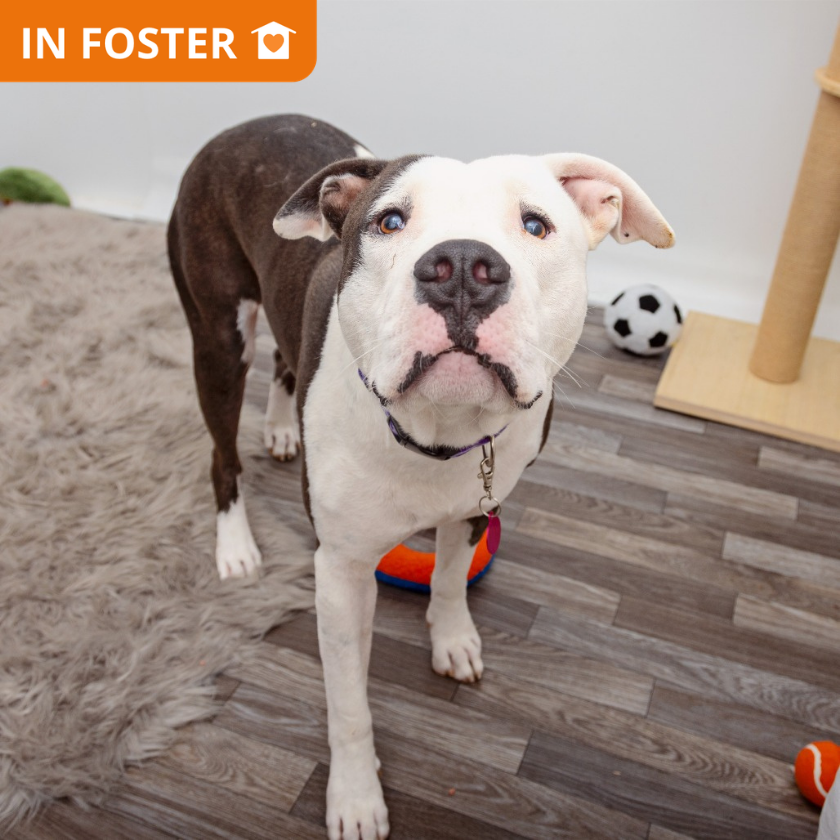 Hercules - Terrier, American Pit Bull/Mix