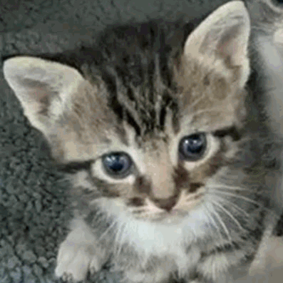 Boo - Domestic Shorthair